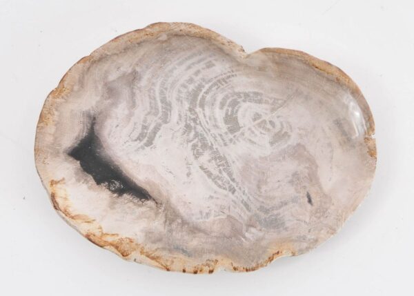 Teller versteinertes Holz 43076a