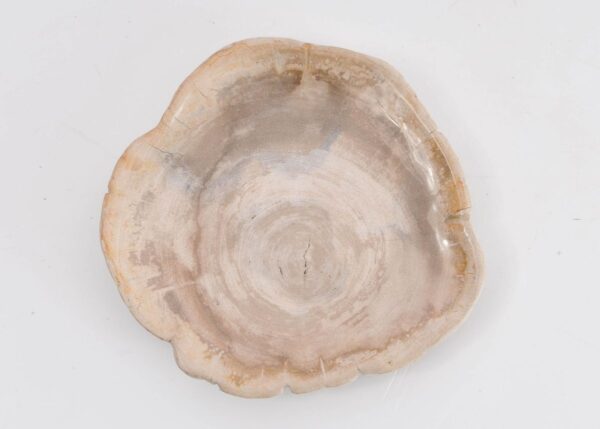 Teller versteinertes Holz 43388d