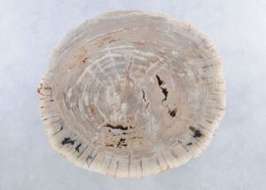 Coffee table petrified wood 44086