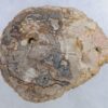 Coffee table petrified wood 44100