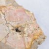 Coffee table petrified wood 44100