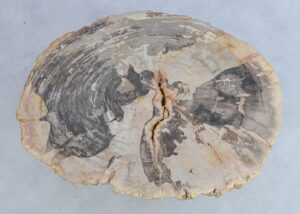 Coffee table petrified wood 44101