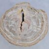 Coffee table petrified wood 44111