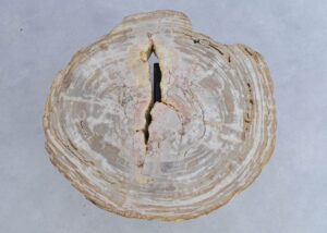 Coffee table petrified wood 44111