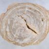 Coffee table petrified wood 44114