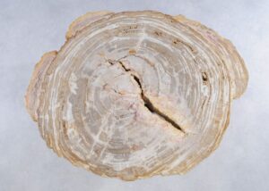 Coffee table petrified wood 44114