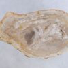 Coffee table petrified wood 44121