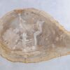 Coffee table petrified wood 44121
