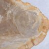 Coffee table petrified wood 44121