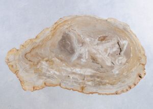 Coffee table petrified wood 44122