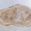 Coffee table petrified wood 44123
