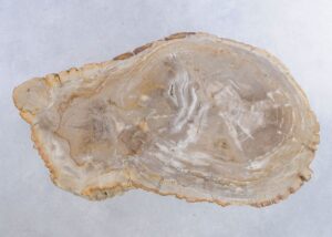 Coffee table petrified wood 44123