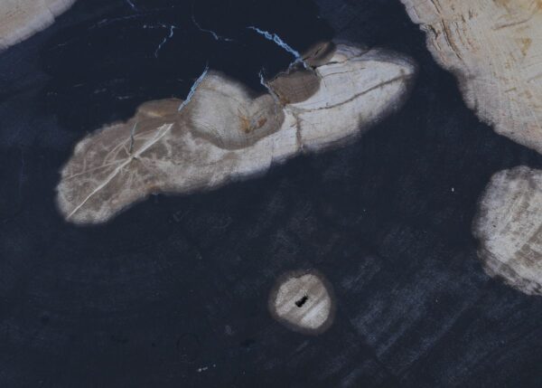 Coffee table petrified wood 44302