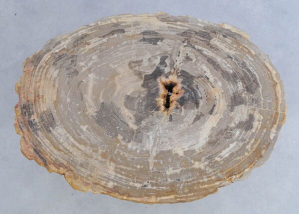 Couchtisch versteinertes Holz 44102
