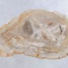 Couchtisch versteinertes Holz 44122
