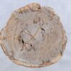 Couchtisch versteinertes Holz 44135