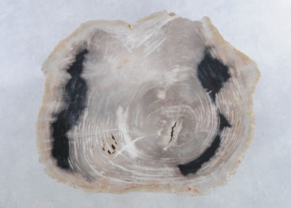 Couchtisch versteinertes Holz 44172