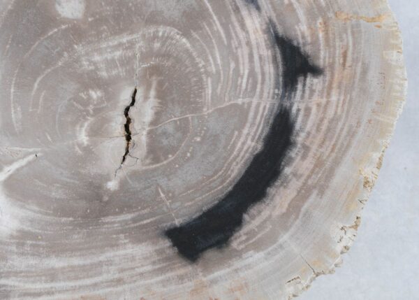 Couchtisch versteinertes Holz 44172