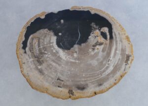 Couchtisch versteinertes Holz 44304