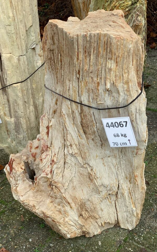 Grabstein versteinertes Holz 44067
