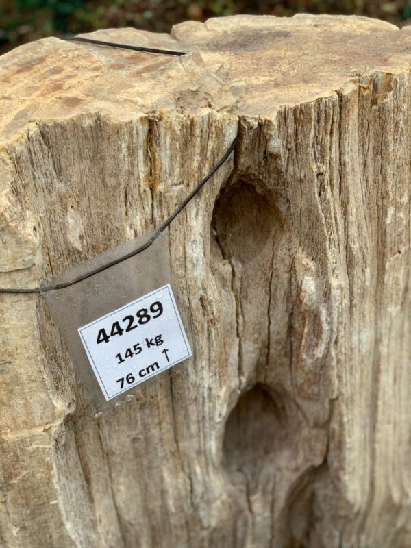 Grabstein versteinertes Holz 44289