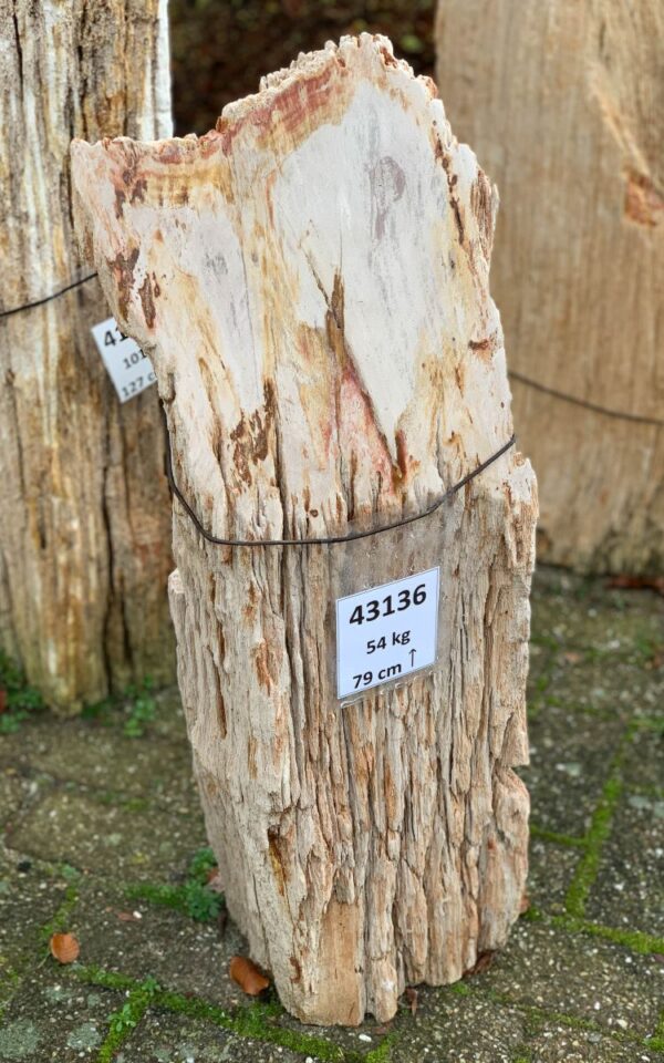 Grafsteen versteend hout 43136