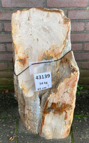 Grafsteen versteend hout 43139