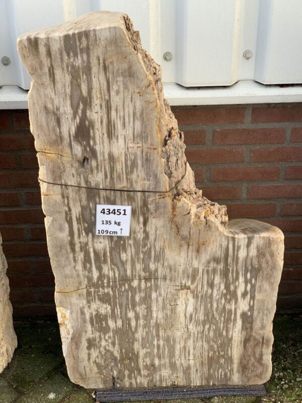 Grafsteen versteend hout 43451