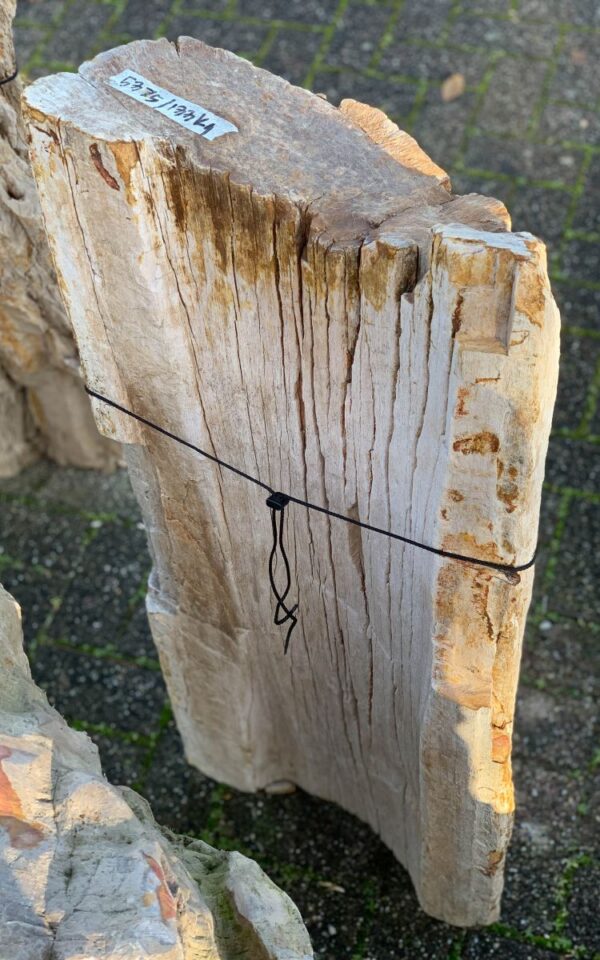 Grafsteen versteend hout 44043