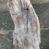 Grafsteen versteend hout 44054