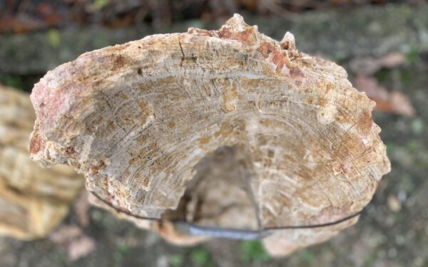Grafsteen versteend hout 44078