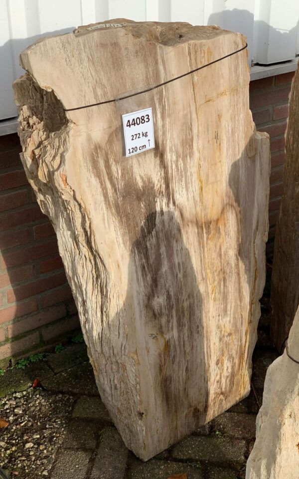 Grafsteen versteend hout 44083