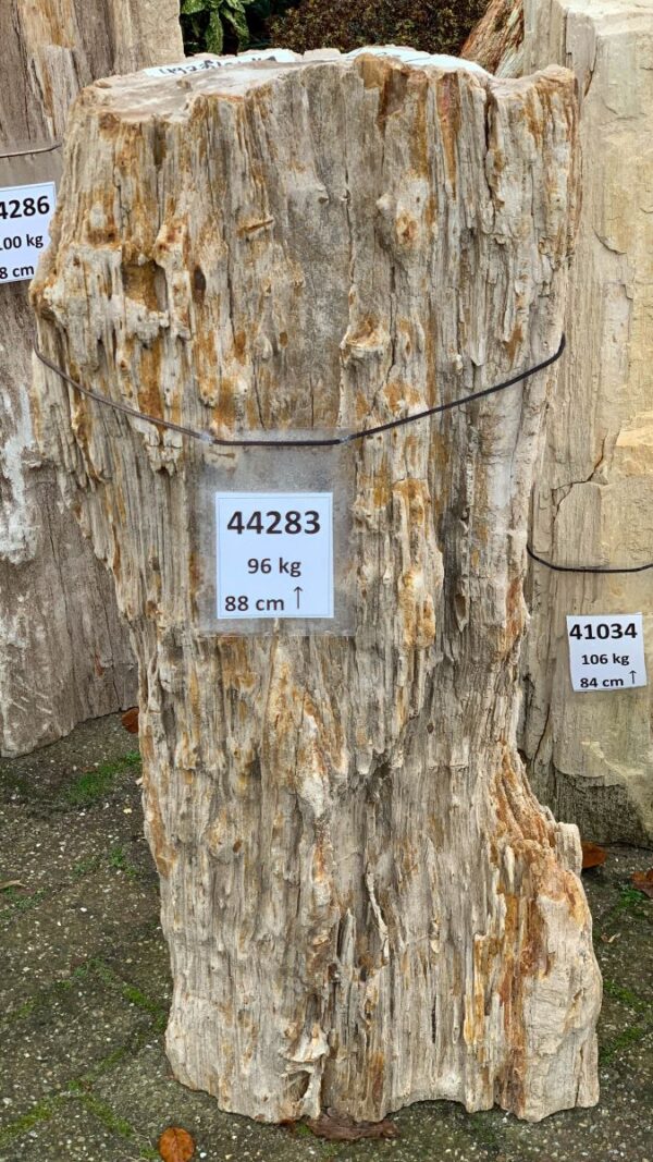 Grafsteen versteend hout 44283