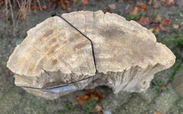 Grafsteen versteend hout 44289