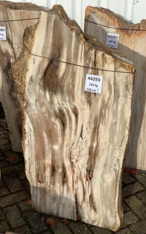 Grafsteen versteend hout 44293