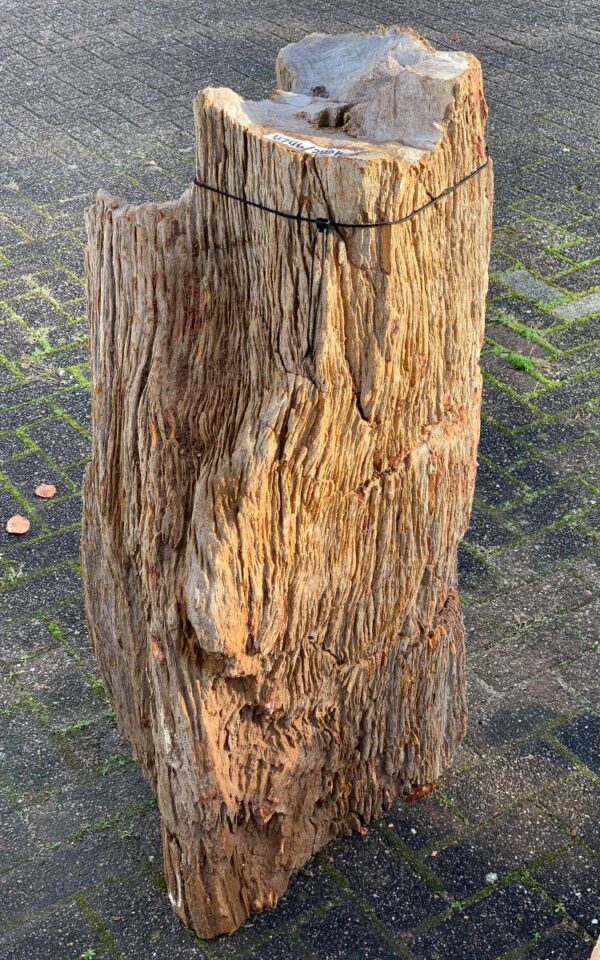 Grafsteen versteend hout 44296