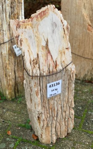 Lápida madera petrificada 43136