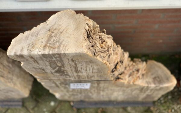 Lápida madera petrificada 43451