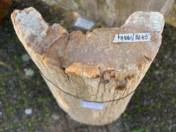 Lápida madera petrificada 44043