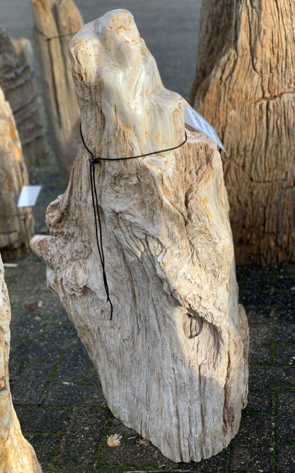 Lápida madera petrificada 44057