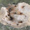 Lápida madera petrificada 44069