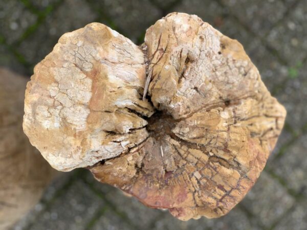 Lápida madera petrificada 44288