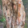 Memorial stone petrified wood 44049