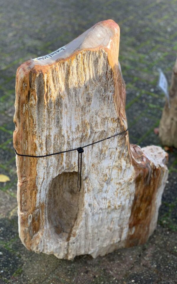 Memorial stone petrified wood 44056
