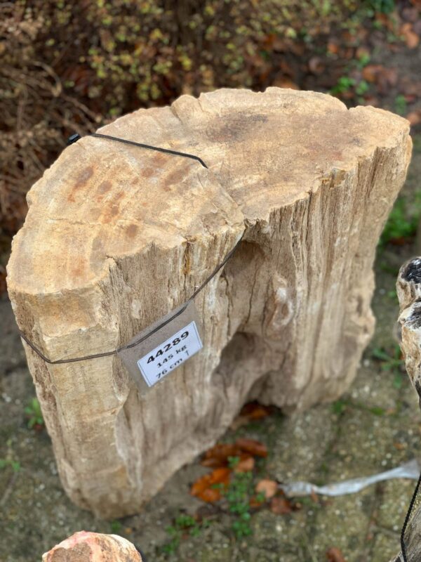 Memorial stone petrified wood 44289