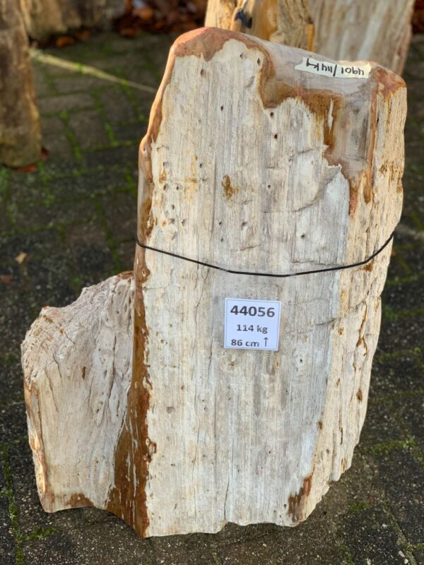Pierre tombale bois pétrifié 44056