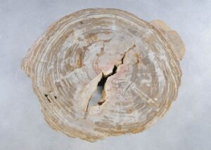 Salontafel versteend hout 44215