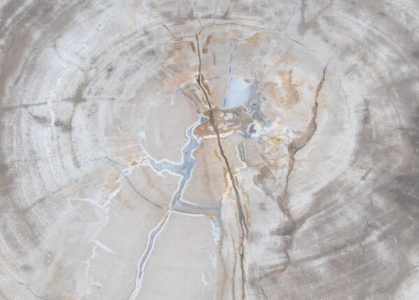 Coffee table petrified wood 45156