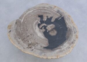 Coffee table petrified wood 45217