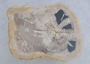 Coffee table petrified wood 45240